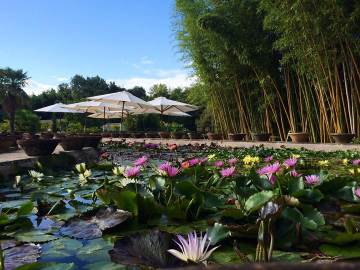 Latour-Marliac, le Jardin des Nénuphars Image