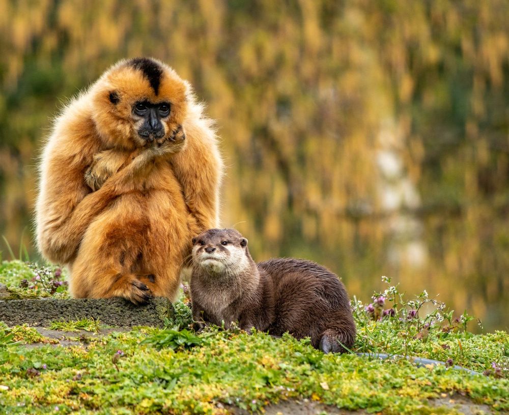 Monkey and otter friends