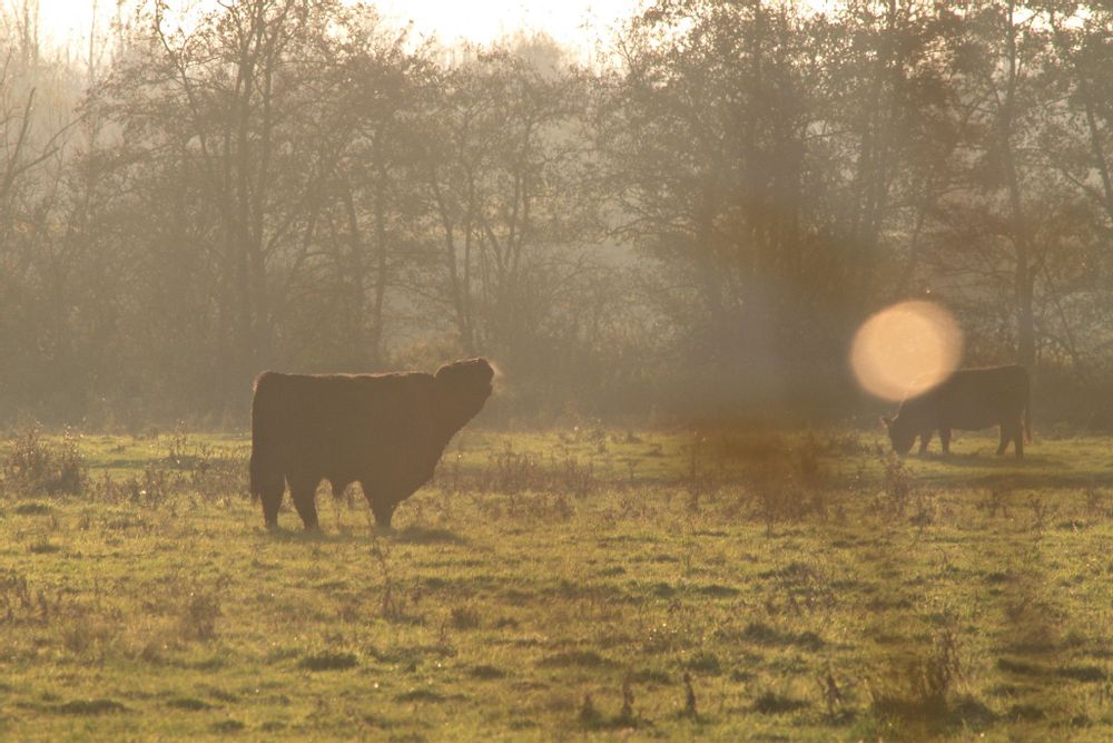 Furry cows eating grass in a field