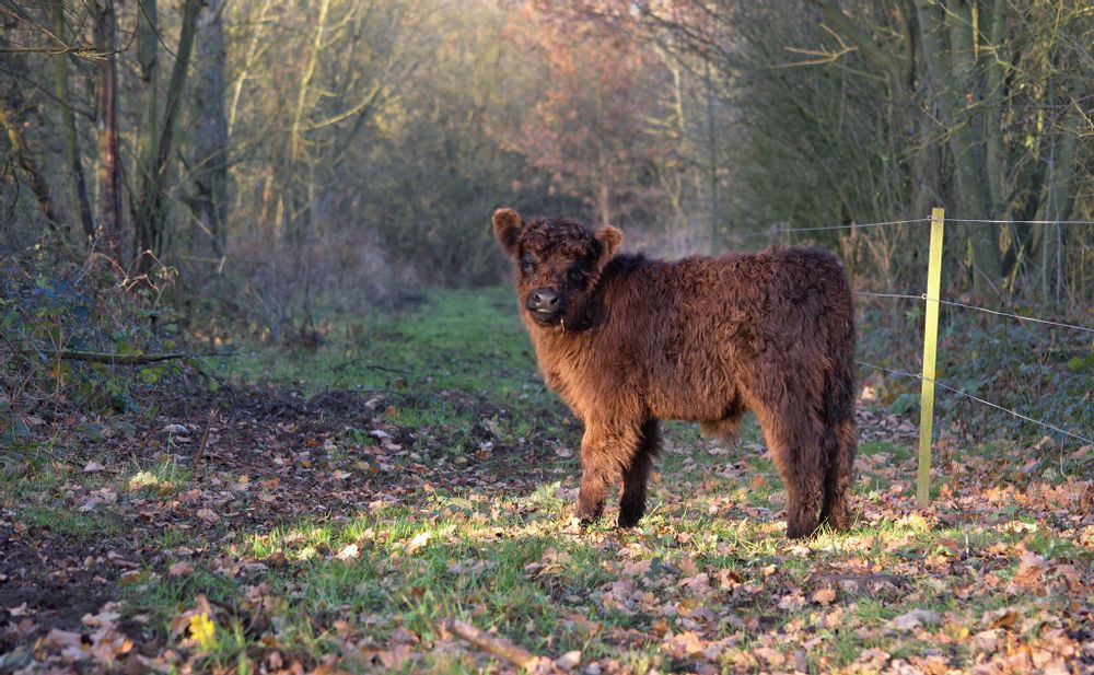 Furry baby calf on path next to fence