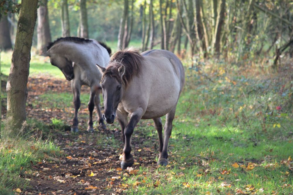 2 horses on a path in the Robbroek forest