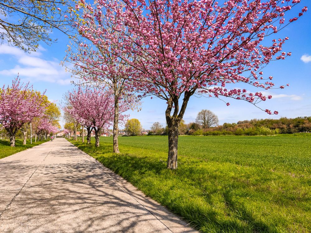 Cherry blossom trees on a walking trail by the castle of Alden Bisen, Belgium