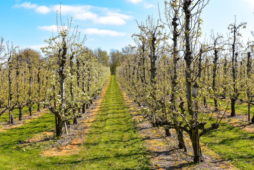 Trees growing in lines in Alden Bisen, Belgium