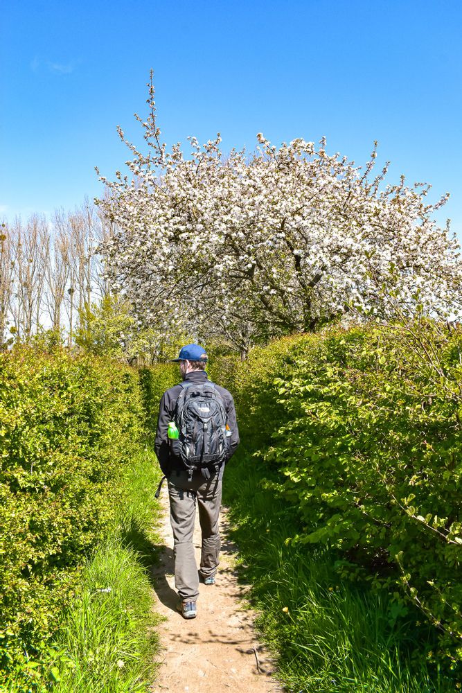 Man wearing a backpack on a walking path through bushes towards a cherry blossom tree