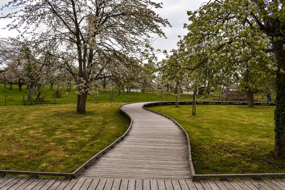 Wooden walking paths crossing through a field by Alden Bisen, Belgium