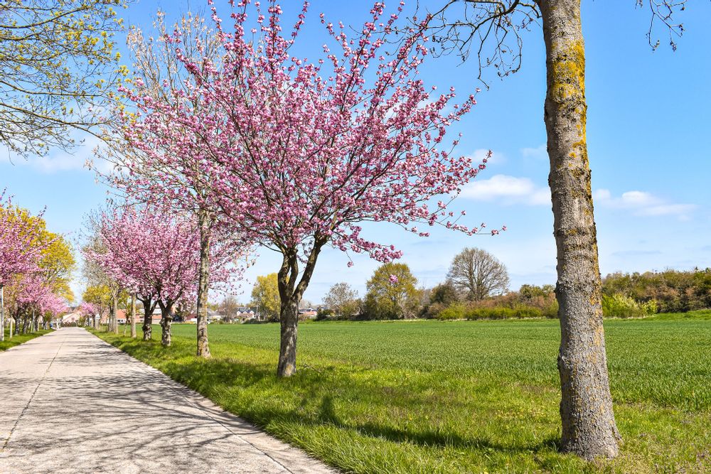 Pink cherry blossom trees in bloom on a walking path in Alden Bisen