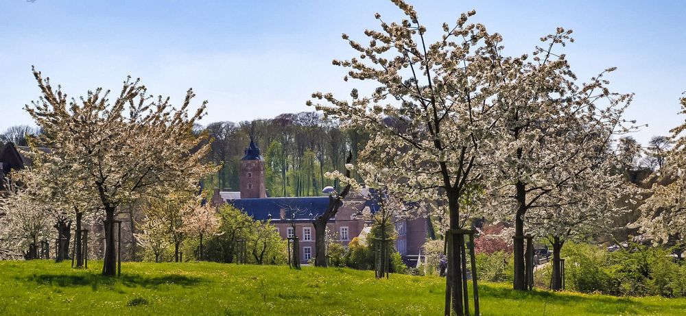 Cherry blossom trees in a field on a sunny day. Alden Bisen can be seen in the distance