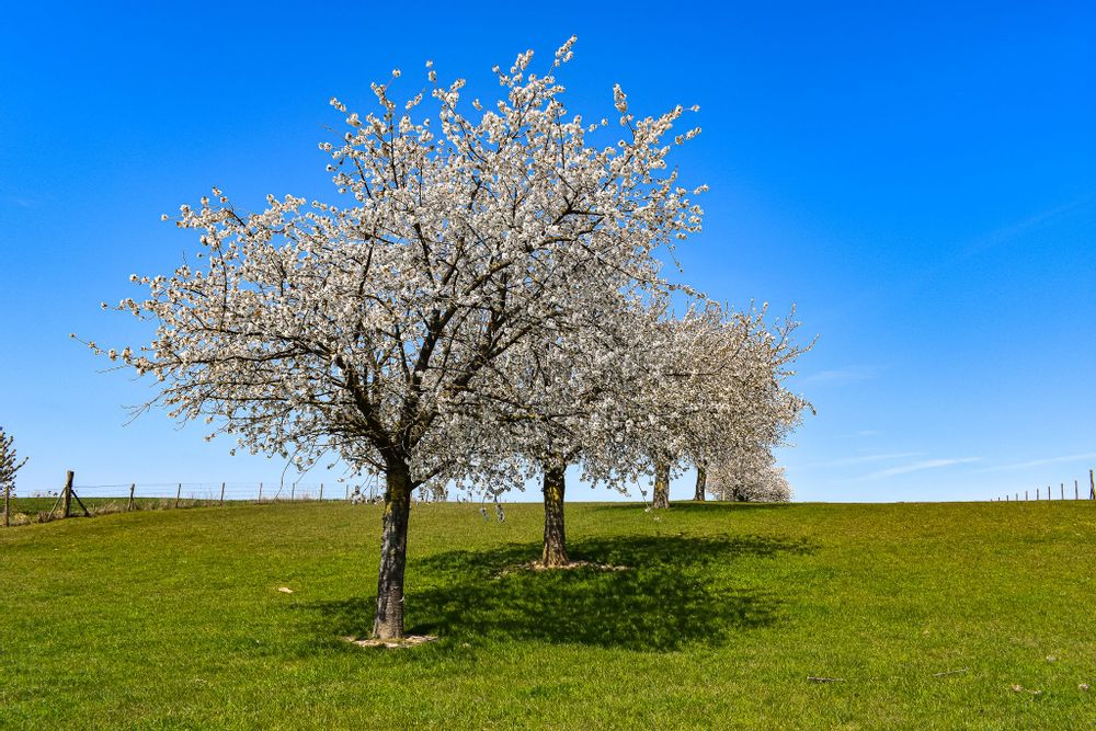 Cherry blossom trees in bloom in a field on a clear, sunny day in Alden Bisen
