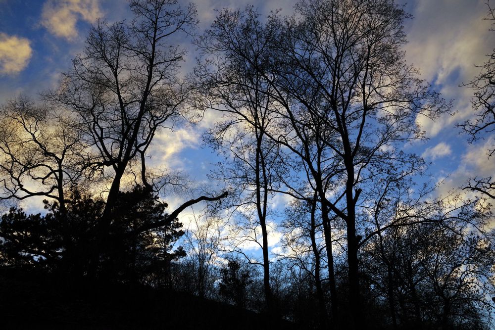 Trees in Havlicek Park on a cloudy early morning, Prague, Czechia