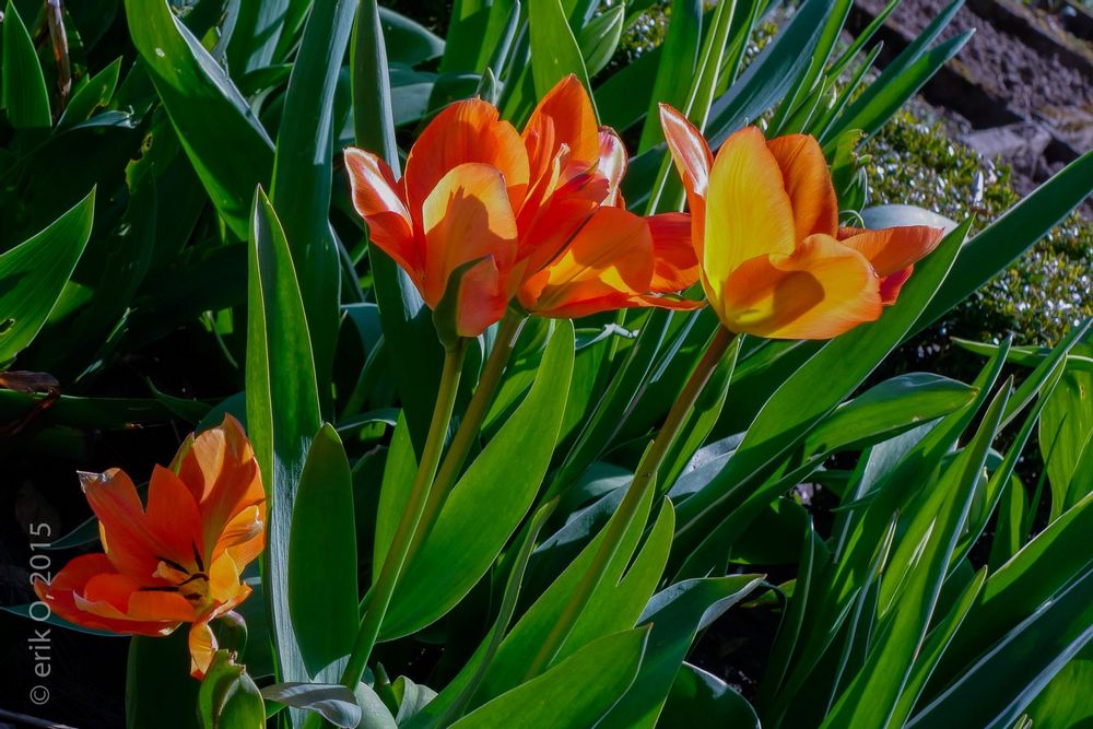 Visit Botanical Garden (Kruidtuin) in Leuven Live the World