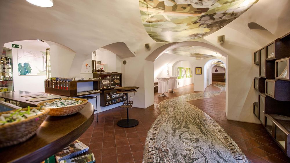 Visit World’s Oldest Vine at Old Vine House (Old Vine House) in Maribor ...