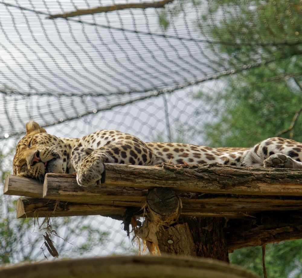 Leopard sleeping on a wooden platform in a zoo enclosure at Pairi Daiza, Belgium