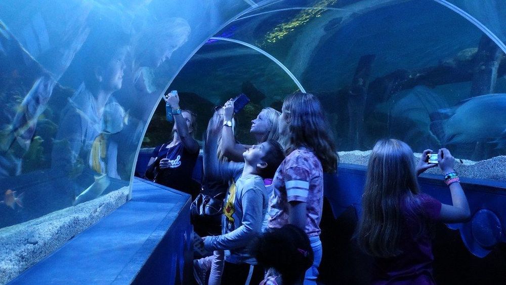 Visit Sea Life Scheveningen ( Sea Life Scheveningen) in The Hague Live the World Visit Sea Life Scheveningen ( Sea Life Scheveningen) in The Hague Live the World