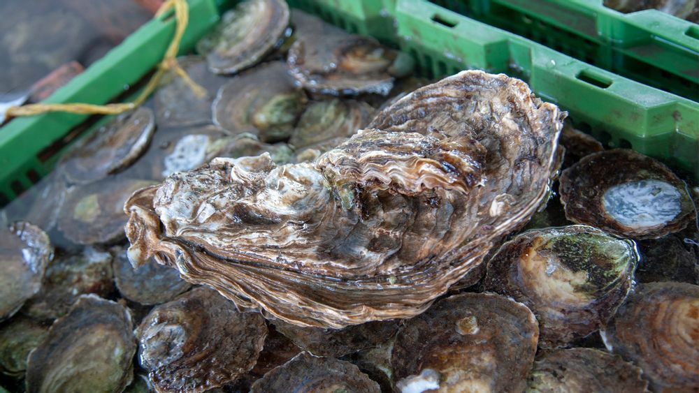 Visit Yerseke Oyster Tasting in Yerseke Live the World