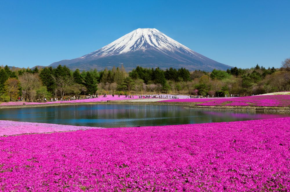 A pink lawn at Fuji Shibazakura Festival