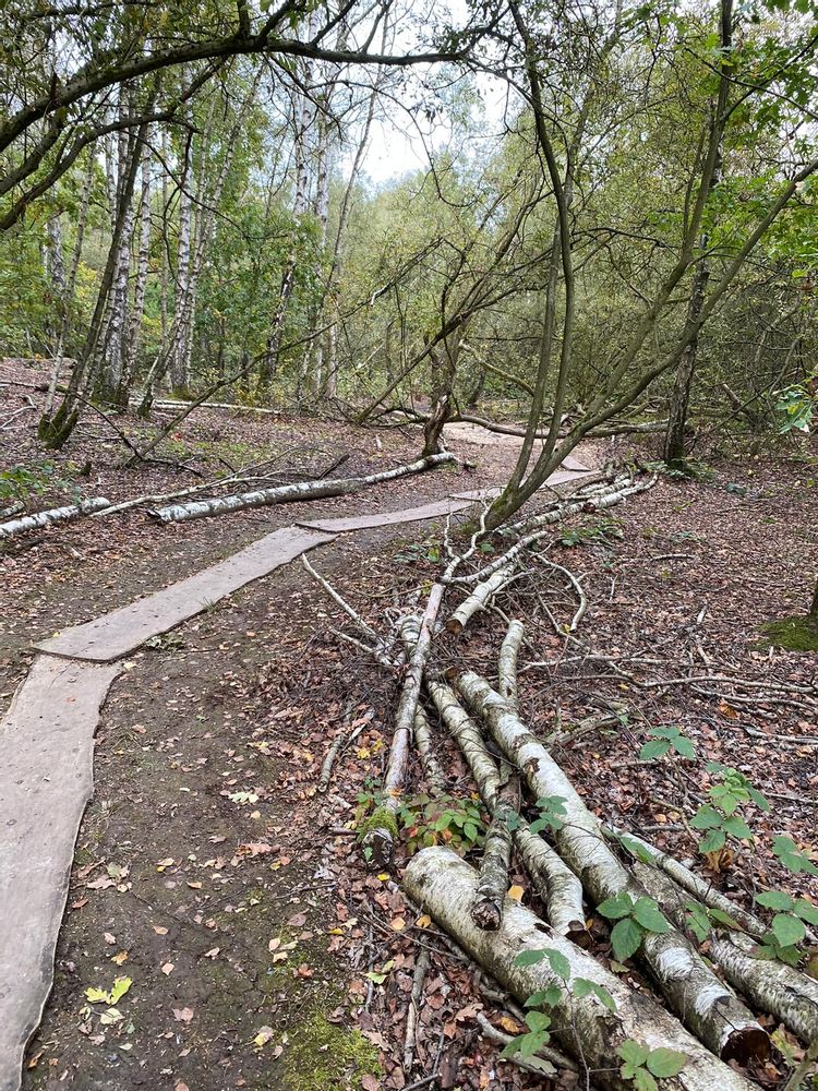 Cut down birch trees lining a natural walking path in De Schorre park, Antwerp