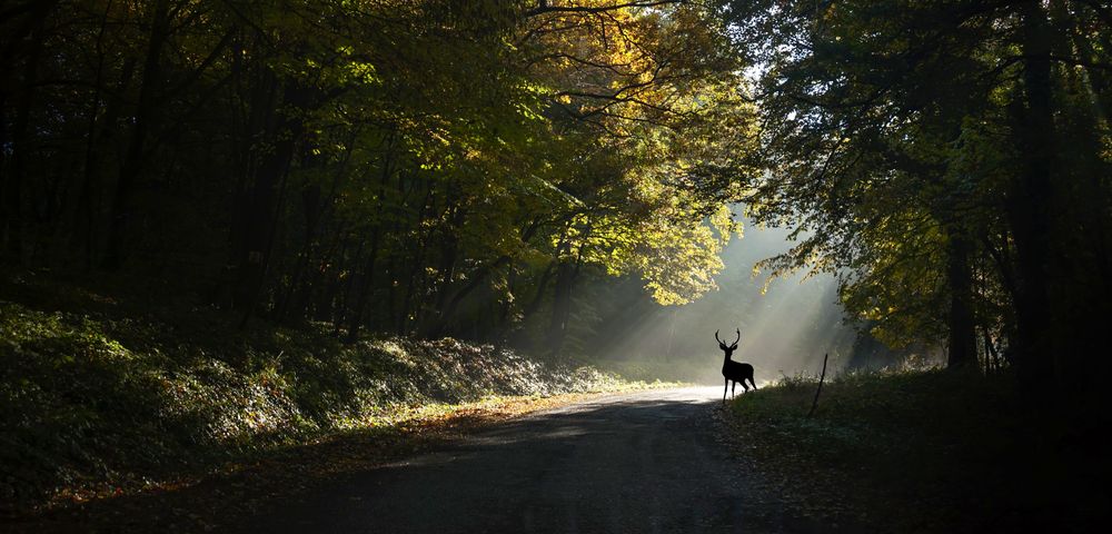 Fruška Gora Forest Trails