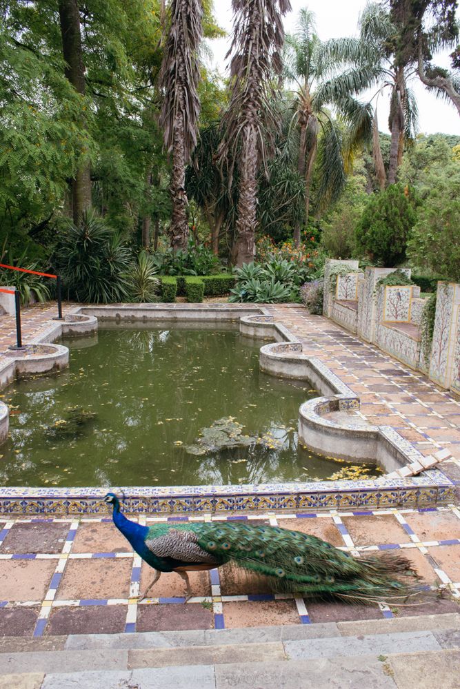 The Tropical Botanical Garden of Lisbon: a hidden green pearl