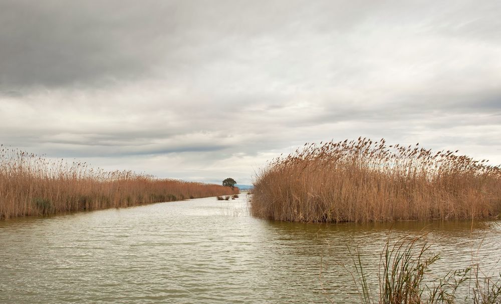 Instantes, fotos de Sebastián Navarrete: La Albufera de Valencia