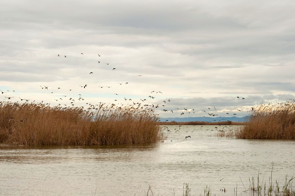Instantes, fotos de Sebastián Navarrete: La Albufera de Valencia