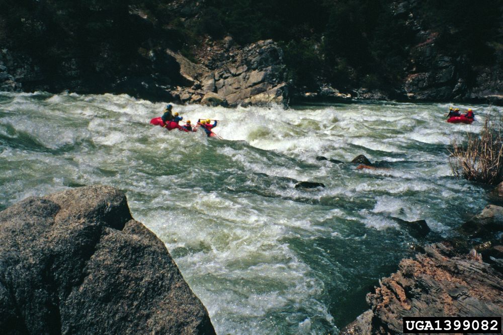 kayaking, canoeing, rafting