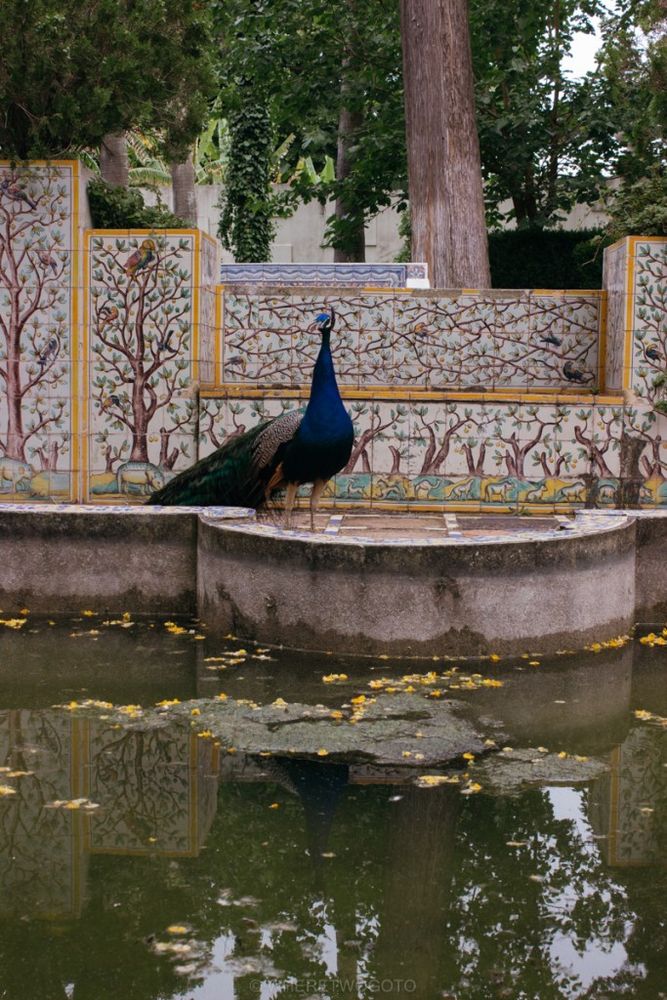 The Tropical Botanical Garden of Lisbon: a hidden green pearl
