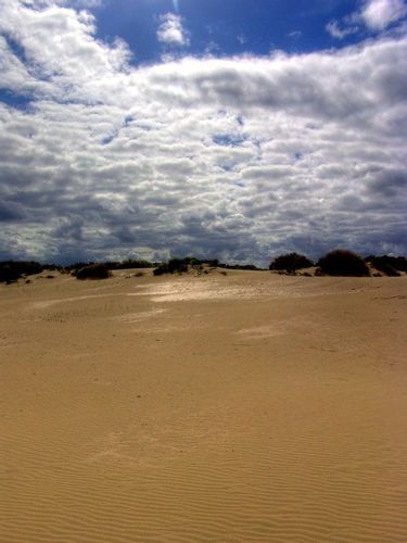 Large sandy dune area with shrubs in the distance in the summer at Nature Reserve of Westhoek near De Panne, Belgium