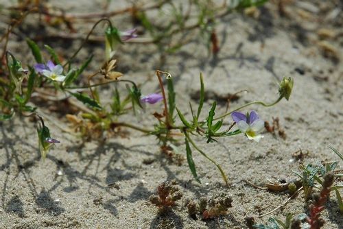 Rare seaside pansy growing in the sandy dunes on the walking path in the Nature Reserve of Westhoek, Belgium