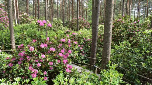 The magical blossom in Haaga Rhododendron Park, Helsinki