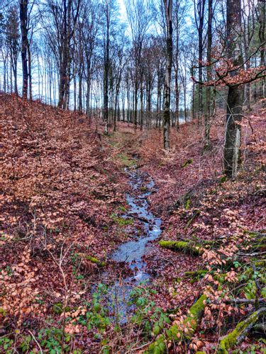 Small creek in a forest along the hiking trail Ourtal Route towards Luxemburg near St. Vith, Belgium