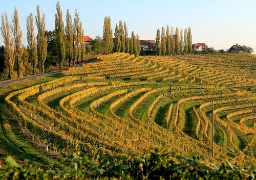 Jeruzalem wine route with different vineyards against the hillside. 