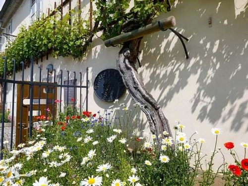 Old Vine House with a vine growing along the side of the storied wall.