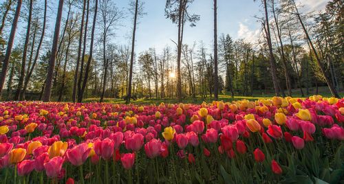 A sprawling field of tulips in full bloom visibly for all to see at the Arboretum Volčji Potok..