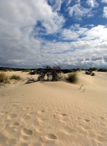 Sandy dunes with footsteps in Westhoek Nature Reserve near De Panne, Belgium