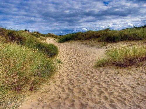 Sandy walking trail lined by grassy reed plants near De Panne beach in Nature Reserve of Westhoek, Belgium