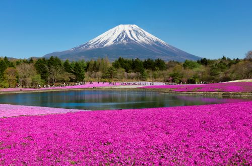 small_a-pink-lawn-at-fuji-