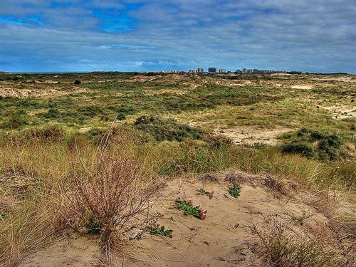 Grassy sand dunes near De Panne Beach in the Nature reserve of Westhoek, Belgium